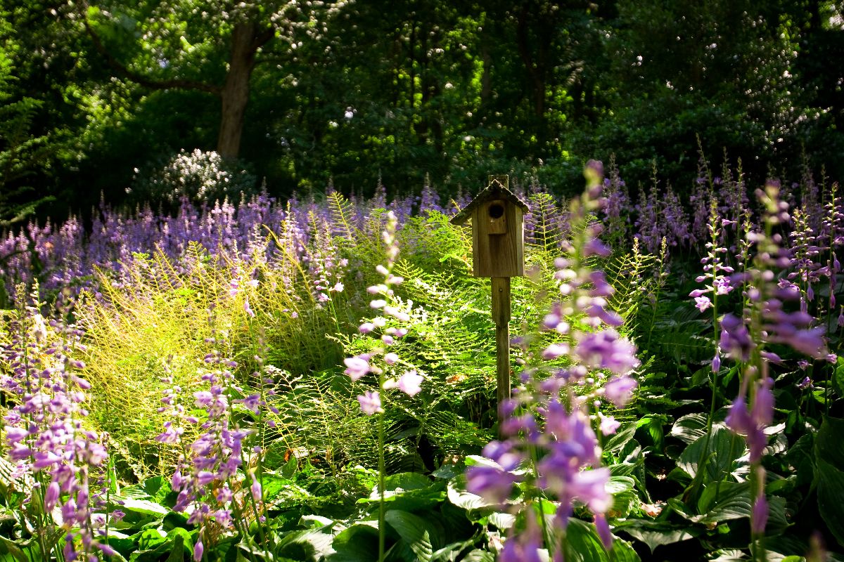 Ornamental Gardens YardScapes Landscape