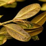 boxwood leaf miner | YardScapes | Litchfield & Fairfield Counties | 860-350-2737