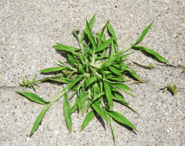 Crabgrass Maintenance | YardScapes | New Milford, CT | 860-350-2737