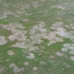Snow Mold | YardScapes | Litchfield & Fairfield Counties | 860-350-2737