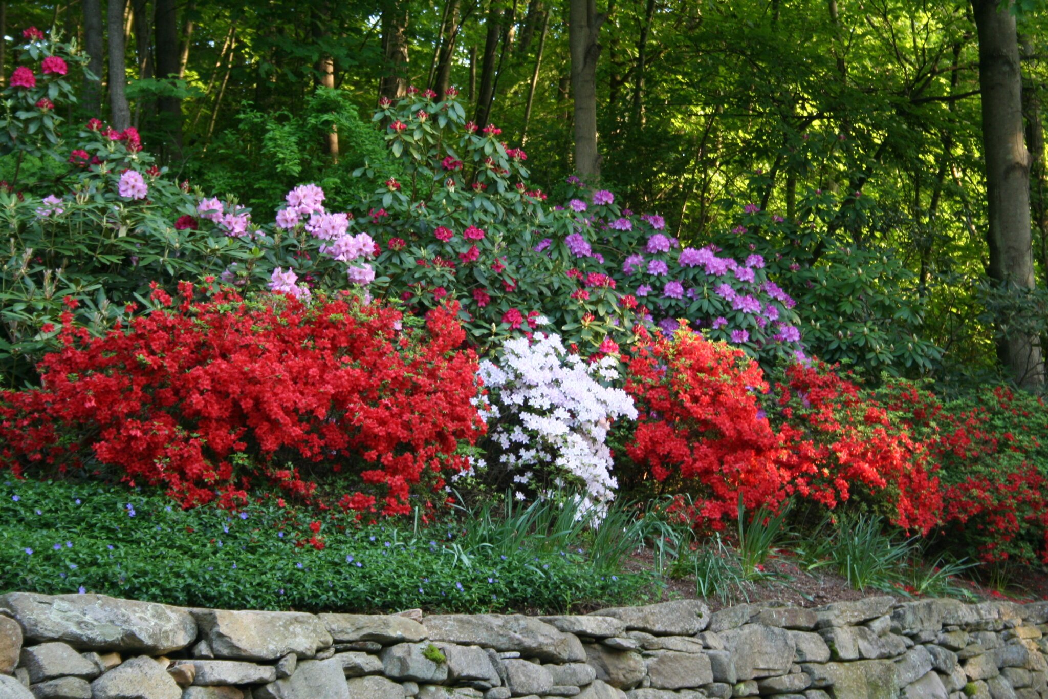 Azelea Rhododendron Shade garden | Litchfield & Fairfield County CT
