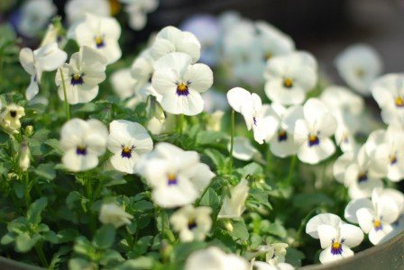 2015-04-22 10.31.47a