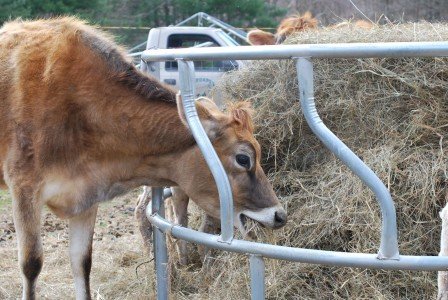 2015-04-22 11.09.53a