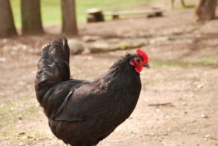 2015-04-22 11.33.58a