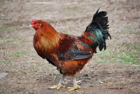 2015-04-22 11.43.19a