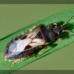Pest Control - chinch bug | Kent CT