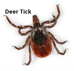 Pest Control - Deer Ticks | YardScapes | New Milford, CT