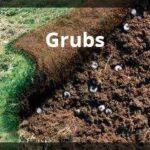 Pest Control - Grubs | YardScapes | New Milford, CT