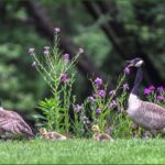 Canada Geese | Warren CT