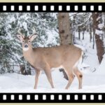 Deer Control | Litchfield & Fairfield County