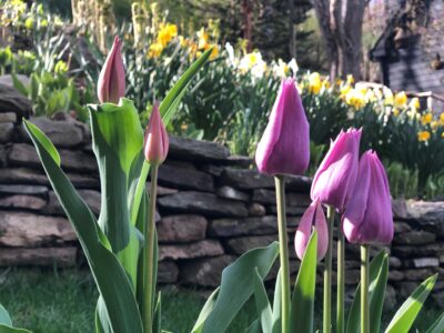 April Tulips | YardScapes | Litchfield CT