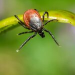 Tick Control | YardScapes | Sherman CT