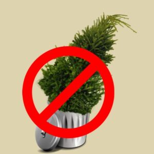 Recycle Christmas Tree | Litchfield & Fairfield Counties | 860-350-2737