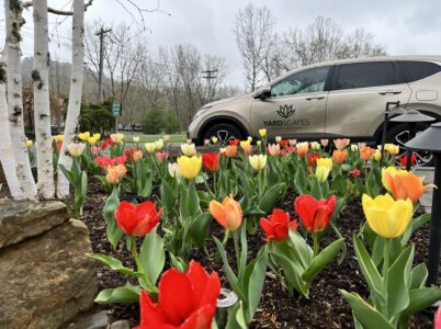 Colorful tulips in shades of reds and yellows in a garden bed also showing a white birch and company car.