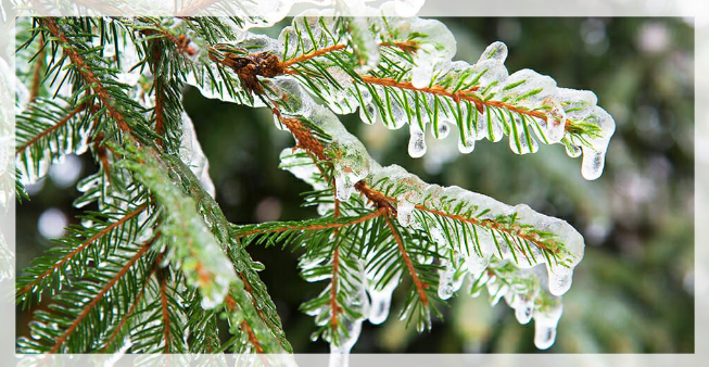 Ice on Branches