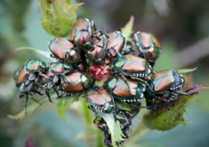 japanese beetles
