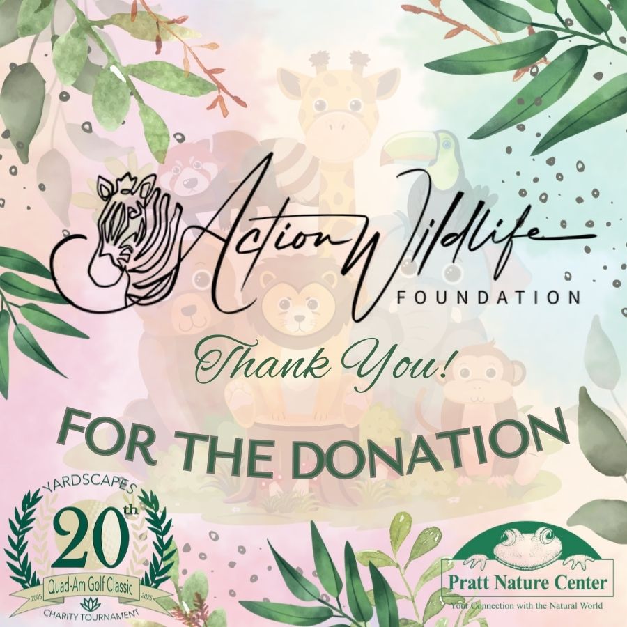 50 Action Wildlife Thank You