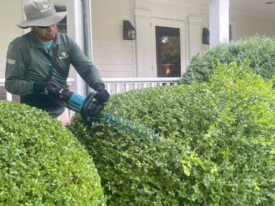 Marcos trimming boxwoods to maintain a neat appearance and healthy growth.