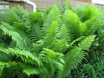 Matteuccia-Struthiopteris-Ostrich-Fern