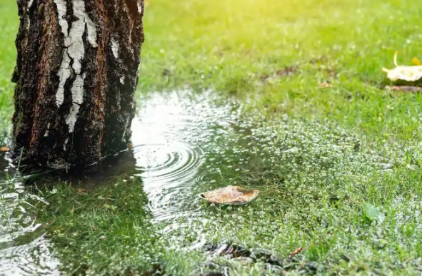 standing water at the base of a tree indicates drainage issues