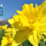 Spring Lawn Care and Maintenance / Litchfield County CT
