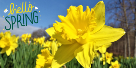 Spring Lawn Care and Maintenance / Litchfield County CT